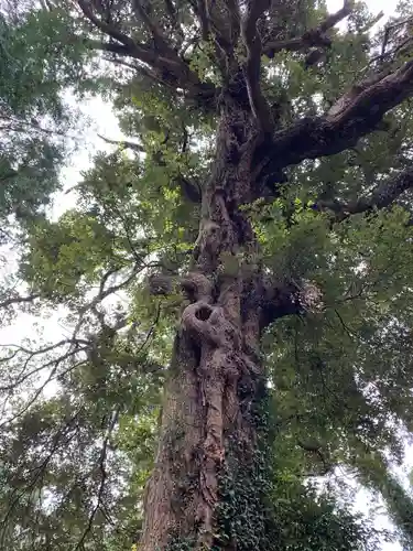日高神社の自然