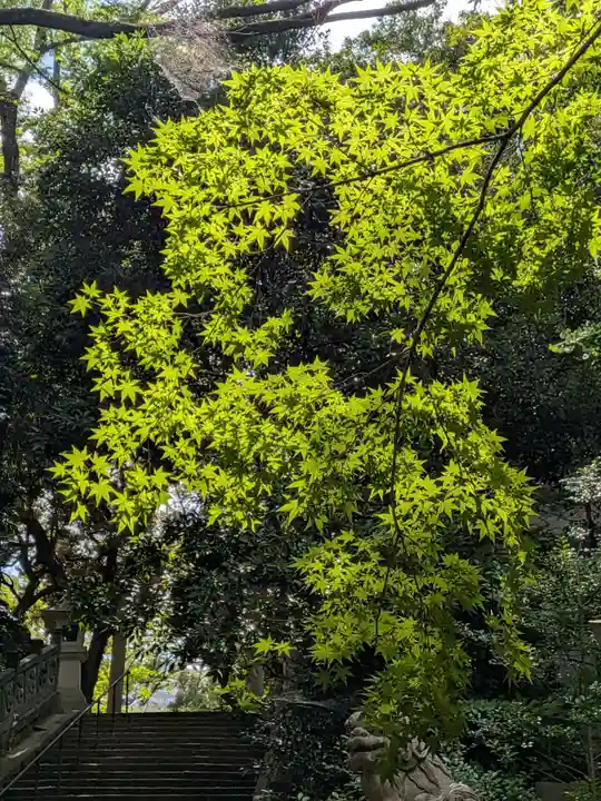 赤坂氷川神社(東京都)