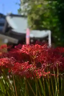 磐井神社(東京都)