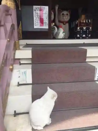 今戸神社の動物