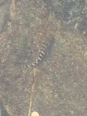 伊勢神宮内宮（皇大神宮）(三重県)