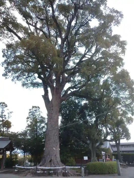 健軍神社の自然