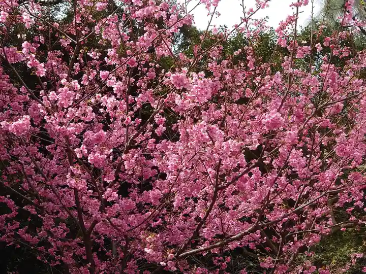 靜岡縣護國神社の自然