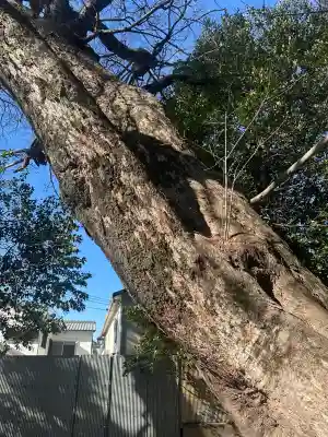 弓弦羽神社の{uncategorized: "未分類", other: "その他", undefined: "問題あり", building: "その他建物", grave: "お墓", sacred_gate: "鳥居", guardian: "狛犬", statue: "像", buddha: "仏像", history: "歴史", nature: "自然", garden: "庭園", animal: "動物", pagoda: "塔", temizu: "手水舎", mountain_gate: "山門・神門", sanctuary: "本殿・本堂", subordinate: "末社・摂社", art: "芸術", scenery: "景色", jizo: "地蔵", ema: "絵馬", goshuin: "御朱印", omikuji: "おみくじ", items: "授与品その他", amulet: "お守り", goshuincho: "御朱印帳", eats: "食事", festival: "お祭り", votive_dance: "神楽", shichigosan: "七五三参", wedding: "結婚式", experience: "体験その他", initially: "初詣", around: "周辺", anti_infection: "感染症対策"}