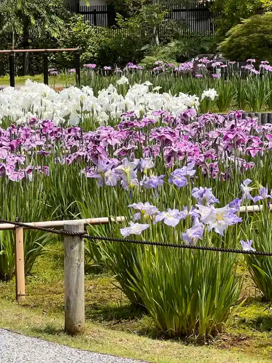 堀切天祖神社の自然