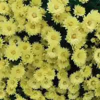 豊景神社の自然