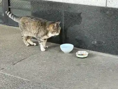 白金氷川神社の{uncategorized: "未分類", other: "その他", undefined: "問題あり", building: "その他建物", grave: "お墓", sacred_gate: "鳥居", guardian: "狛犬", statue: "像", buddha: "仏像", history: "歴史", nature: "自然", garden: "庭園", animal: "動物", pagoda: "塔", temizu: "手水舎", mountain_gate: "山門・神門", sanctuary: "本殿・本堂", subordinate: "末社・摂社", art: "芸術", scenery: "景色", jizo: "地蔵", ema: "絵馬", goshuin: "御朱印", omikuji: "おみくじ", items: "授与品その他", amulet: "お守り", goshuincho: "御朱印帳", eats: "食事", festival: "お祭り", votive_dance: "神楽", shichigosan: "七五三参", wedding: "結婚式", experience: "体験その他", initially: "初詣", around: "周辺", anti_infection: "感染症対策"}