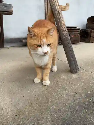 一心寺・一心禅寺の動物