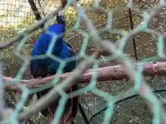 岩槻久伊豆神社の動物