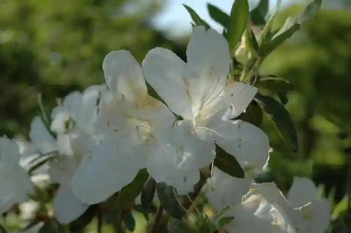 紫雲山 千手院(千手観音堂)(栃木県)