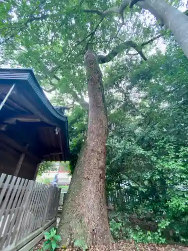 伊豫豆比古命神社の自然