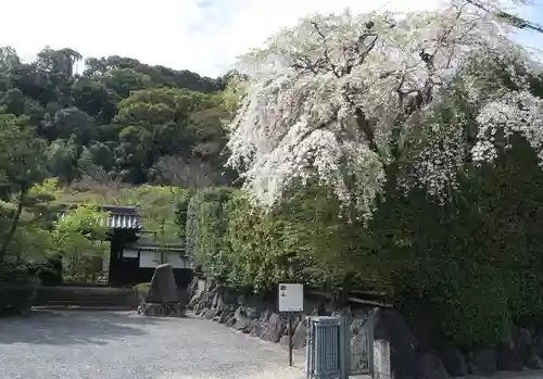 善法律寺(京都府)