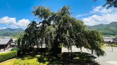 妙祐寺(福井県)