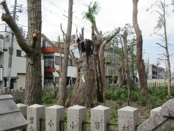鴨高田神社の自然