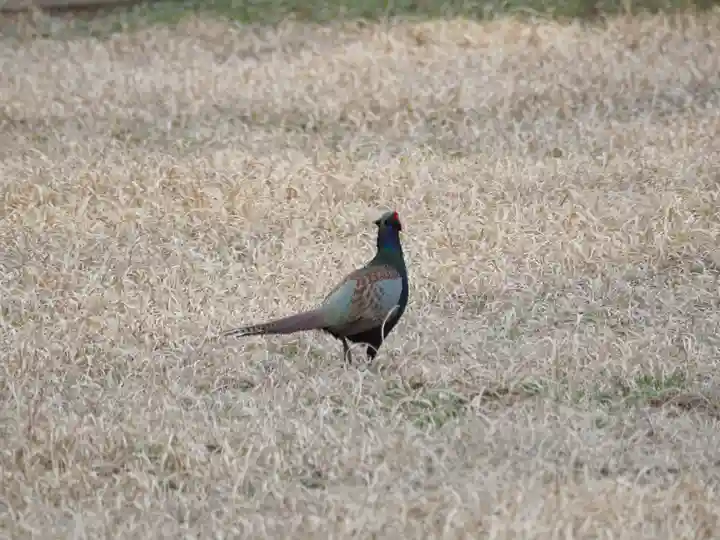 香取大神社の動物