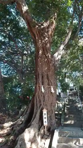 浅間神社の自然