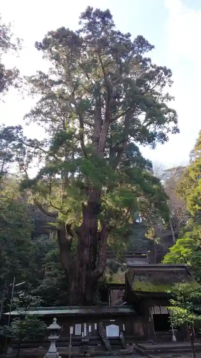 若狭姫神社(若狭彦神社下社)の自然