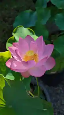 行願寺（革堂）(京都府)