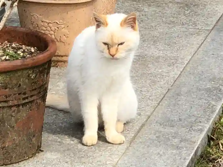 お松大権現の動物