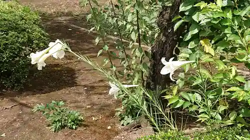 輪王寺両大師堂(寛永寺輪王殿)の自然