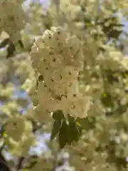 金櫻神社の自然