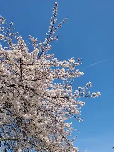 沙沙貴神社の自然