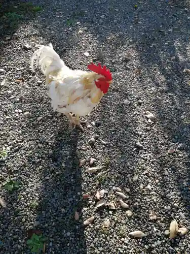 別雷皇太神の動物