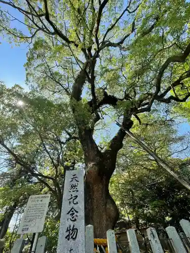 大分八幡宮の自然