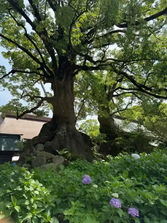 太宰府天満宮(福岡県)