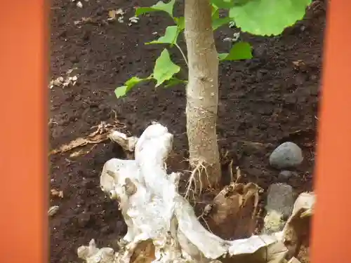 鶴岡八幡宮の自然