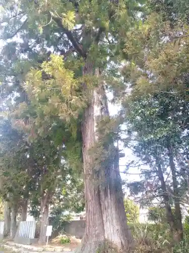 朝倉神社の自然