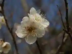 筑波山神社(茨城県)