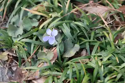 愛宕神社の自然