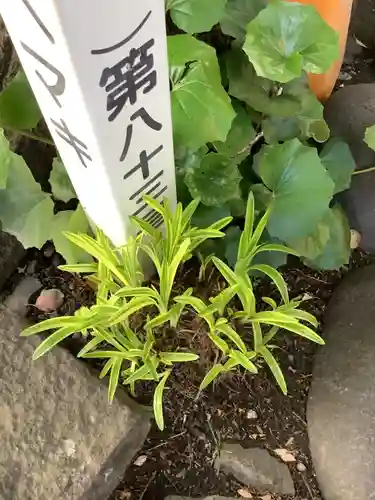 洲嵜神社の自然