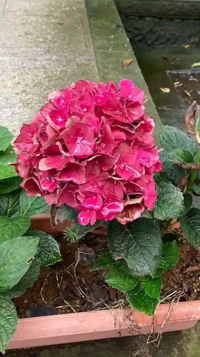 赤城神社の自然