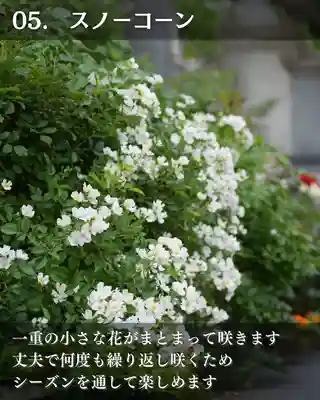 宝光寺(北海道)