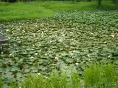 長谷寺(古河長谷観音)の周辺