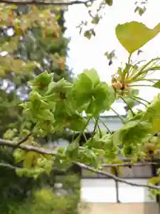 賀羅加波神社の自然(2022年04月20日(水) 15時57分31秒投稿)