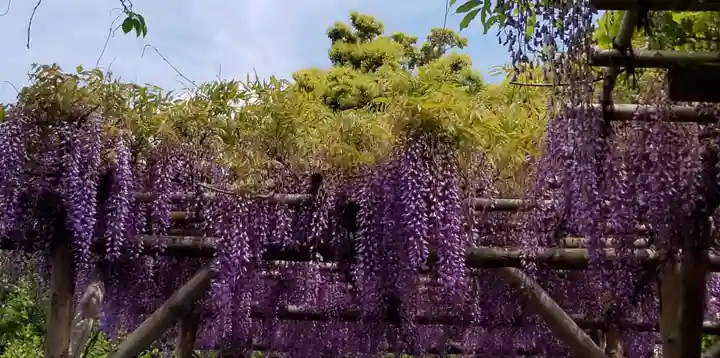 亀戸天神社の庭園