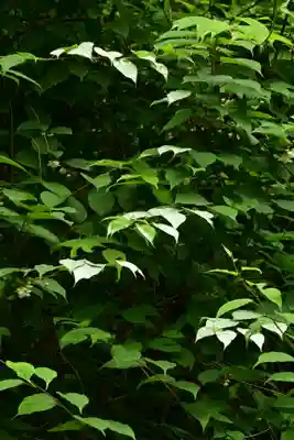 多聞寺 奥之院 灌頂院(徳島県)