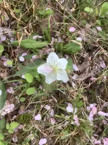 高月院の庭園