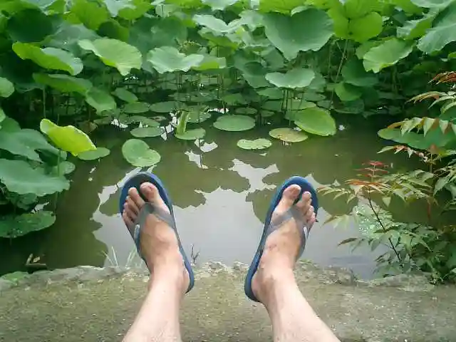 旗上弁財天社の自然