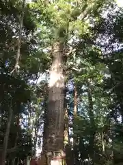 麻賀多神社の自然