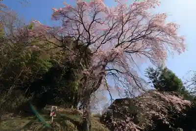 熊野神社の自然