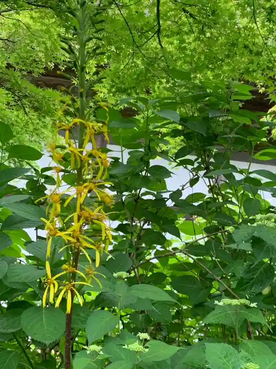 青龍山 吉祥寺の自然