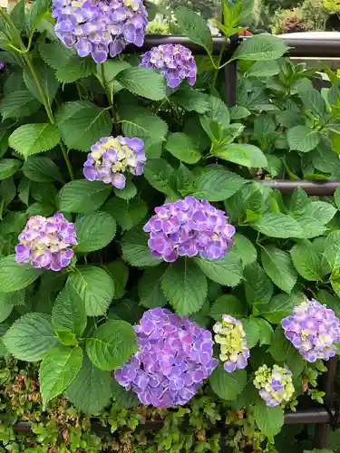 白山神社の自然