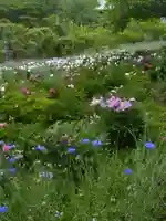 龍寳寺(龍宝寺)の自然