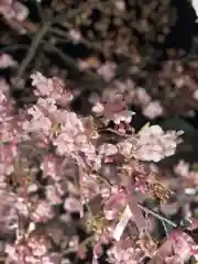 桜神宮の自然