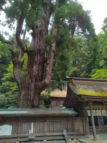 若狭彦神社（上社）(福井県)