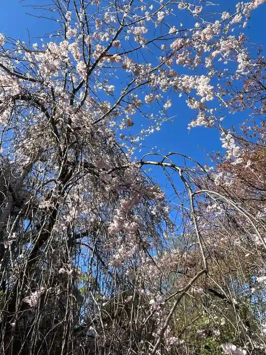 平野神社(京都府)